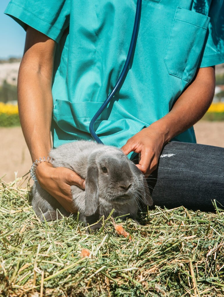 rabit-veterinario